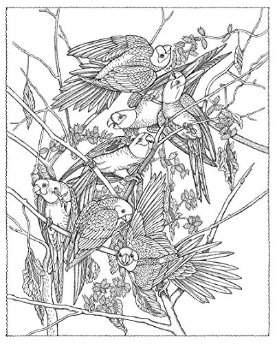 Creative Haven Audubon Birds Coloring Book (Adult Coloring Books: Animals) Dover Publications