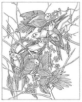 Creative Haven Audubon Birds Coloring Book (Adult Coloring Books: Animals) Dover Publications