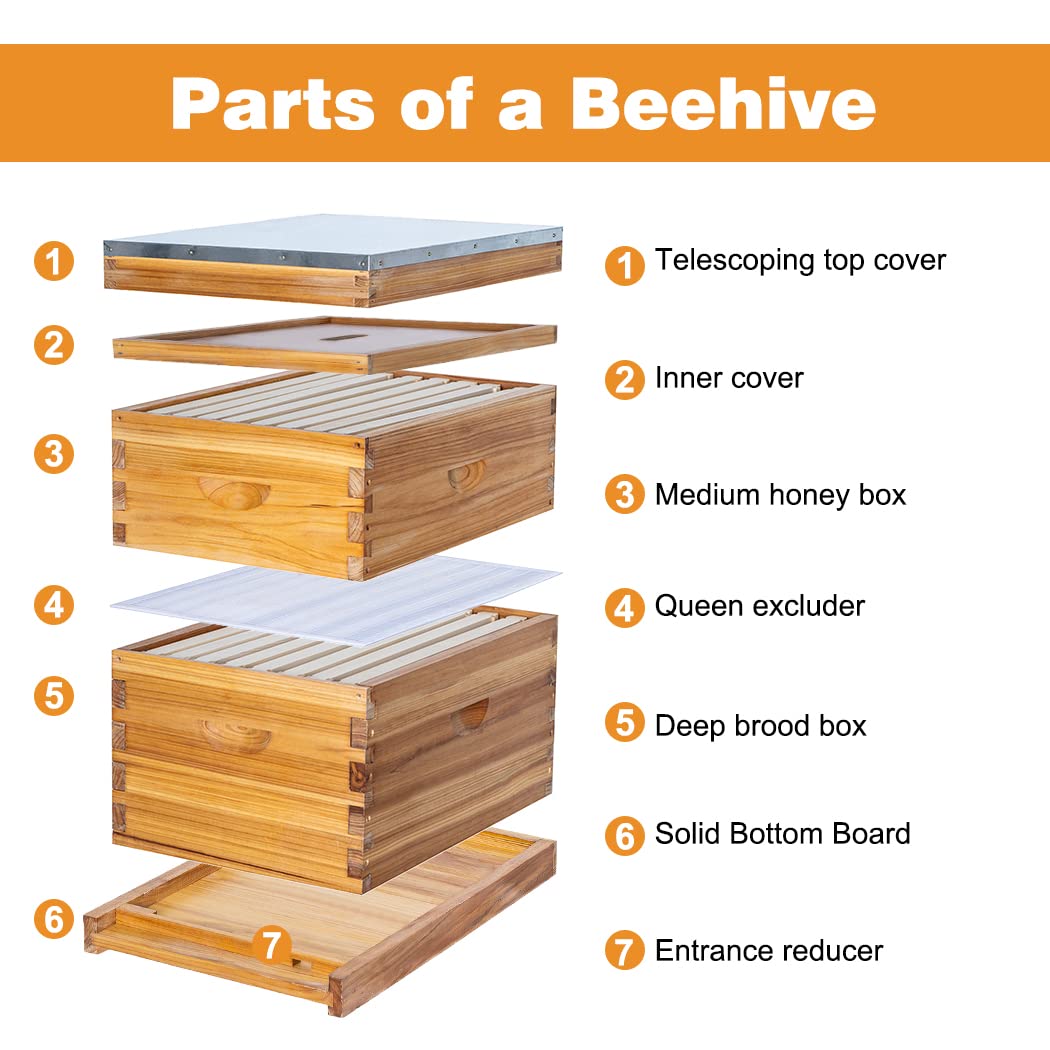 ThxBees 8 Frame Bee Hive Complete Beehive Kit Beeswax Coated Include Frames and Foundation Sheet for for All Beekeeping Levels (1 Deep & 1 Medium Bee Boxes) ThxBees