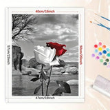 Romantic Rose Paint by Numbers Kit for Adults - DIY Red White Roses on Black and White Background Painting on Canvas 16x20 Inches, Acrylic Paint Set,Suitable for Beginners,Art for Decoration TAOPAOLAB