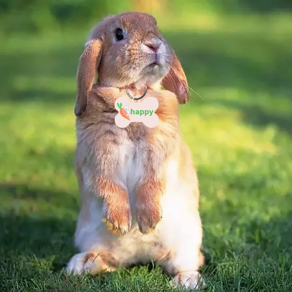 30 Pcs Sublimation Blank Dog Tags Bone Shaped DIY Double Sided Aluminum Dog ID Tags Bone Shaped Pet Name Tags Dog Collar Tags with Dogs and Cats GEKIXUTP