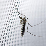 Mosquito Net Bed Canopy for Girls,King Canopy Bed Curtains Full Queen Size from Ceiling,Dome Mosquito Netting Bed Tent Twin Girls Princess Canopy Bed White Decor for Baby Crib,Kid Bed and Adult Beds Comtelek