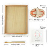 MEROCO Montessori Practical Life Brushing Teeth Model and Cards Montessori Homeschool Learning Preschool Toys for Toddlers MEROCO