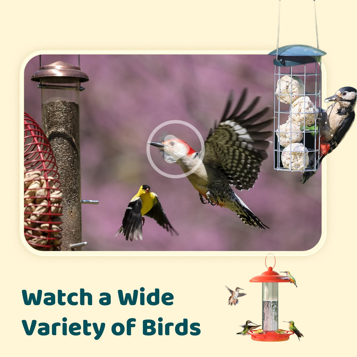 NETVUE by Birdfy Upgraded Smart Bird Feeder Camera, Solar Powered, Auto Bird Video Capture, Instant Notifications, AI Identify 6000+ Species NETVUE