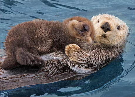 Diamond Art Painting Wildlife Animal Wall Decor Sea Otter & Pup Baby (4) Kit for Adults Full Drill Diamond Art Painting by Number Kits Gem Art Wall Home Decor(15.8 x11.8inch) WoodArtSupply