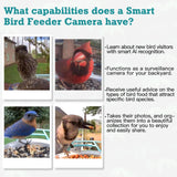 DELOTA Bird Feeder with Camera, Smart Bird Feeder Camera with Ai dentify Bird Species, Auto Video Bird Feeder Camera Live Motion Activated, Bird Feeder with Camera for Outdoor (Green) DELOTA