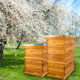 ThxBees 8 Frame Bee Hive Complete Beehive Kit Beeswax Coated Include Frames and Foundation Sheet for for All Beekeeping Levels (1 Deep & 1 Medium Bee Boxes) ThxBees
