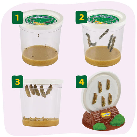 Insect Lore Raise and Release Butterfly Garden Kit – Caterpillar Habitat with redeemable Voucher – STEM-accredited Live Butterfly Growing Kit for Kids, Classrooms, and Homeschool Learning Insect Lore
