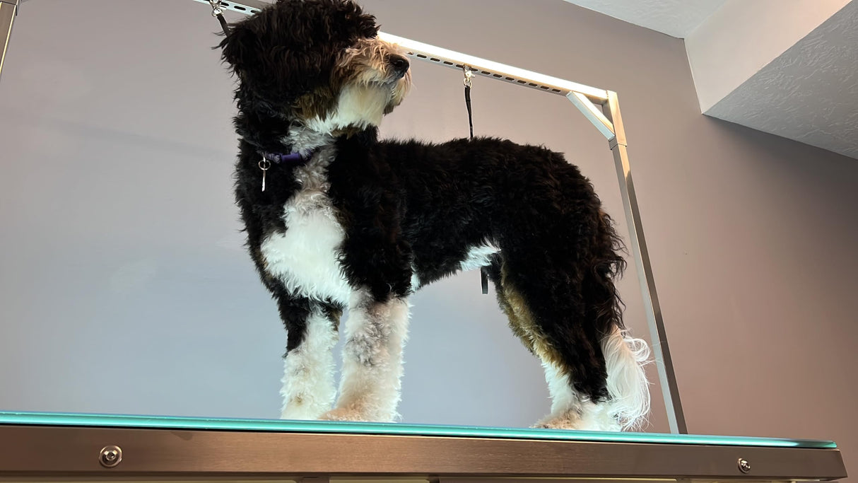 Cove Products LED Lit Master Groomer Electric Lift Grooming Table (Basic Package) Cove Products