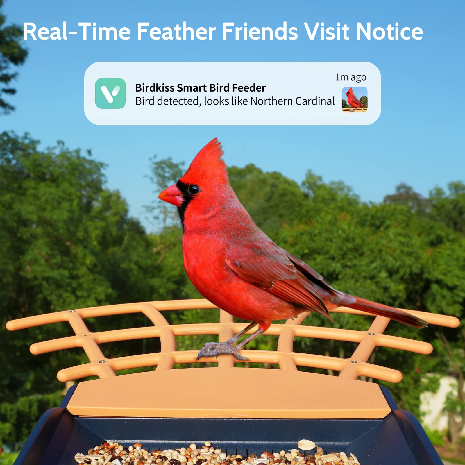 Birdkiss Smart Bird Feeder with Camera, AI Identify Bird Feeder Camera with Solar Pannel, Auto Capture Bird Full HD Videos & Instant Notification, - WoodArtSupply