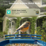 OnlyFly Bird Feeder with Camera - Smart Bird Feeder with Camera 1080P HD for Bird Watching, AI Recognition Birdhouse Camera, Solar Powered Video Bird onlyfly