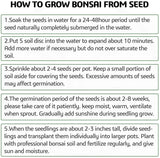 4 Bonsai Tree Seeds with Complete Growing Kit & Wooden Planter Box, Indoor Bonsai Tree Starter Kit, Great Potted Plants DIY Gift for Adults Meekear