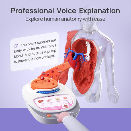 Science Can Human Body Model for Kids, Interactive Human Anatomy Talking Model - 11 Inch Realistic Anatomical Assembly Kit 15PCS Removable Parts and Guide STEM Educational Toys for Kids Aged 6+ Gifts Science Can