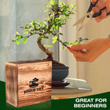 4 Bonsai Tree Seeds with Complete Growing Kit & Wooden Planter Box, Indoor Bonsai Tree Starter Kit, Great Potted Plants DIY Gift for Adults Meekear
