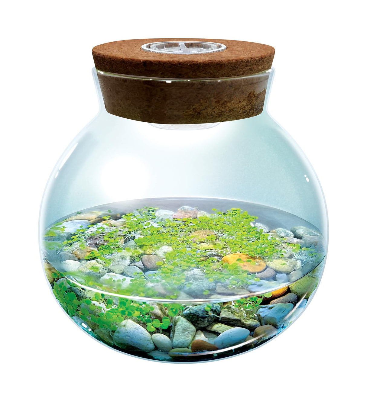 WaterPlants- Create Your Own Lush and Soothing Aquasacape Terrarium Starter Kit, Indoor Plant Glass Globe Terrariums with Powerful 3 LED Light and Complete Supplies, Just Add Water! Unique Gardener