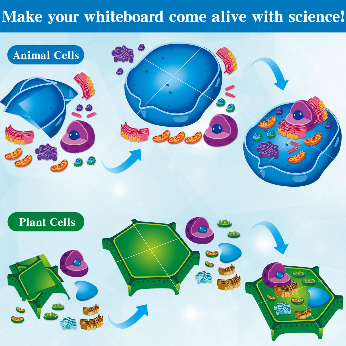 2 Set Magnetic Animal and Plant Cell Model Clearly Magnets Anatomy Models Educational Science Kits Back to School Biology Classroom Decor for Lab Decorations Teacher Must Haves Learning Teaching Aid Lonfliness