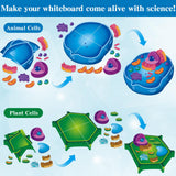 2 Set Magnetic Animal and Plant Cell Model Clearly Magnets Anatomy Models Educational Science Kits Back to School Biology Classroom Decor for Lab Decorations Teacher Must Haves Learning Teaching Aid Lonfliness