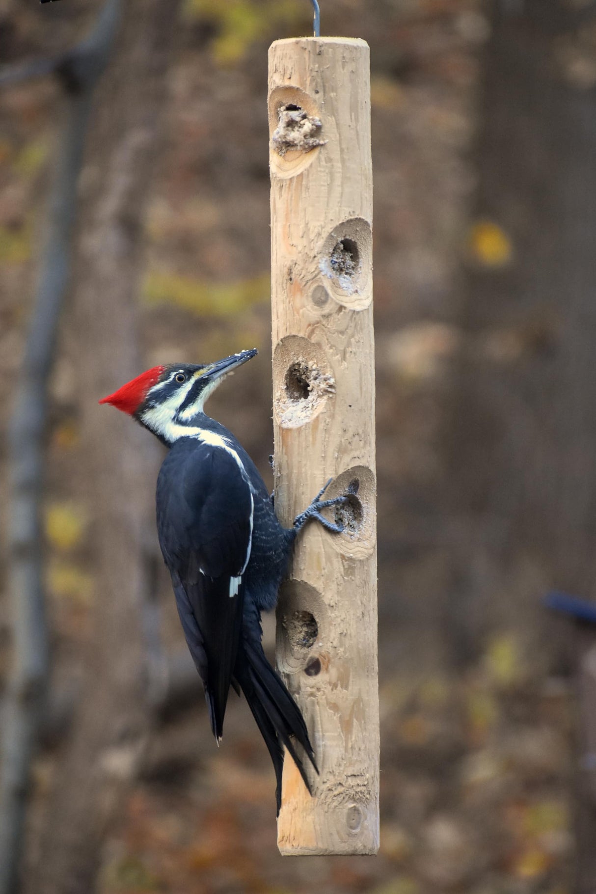 Kettle Moraine Large Cedar Suet Log Feeder for Woodpeckers and Chickadees Kettle Moraine