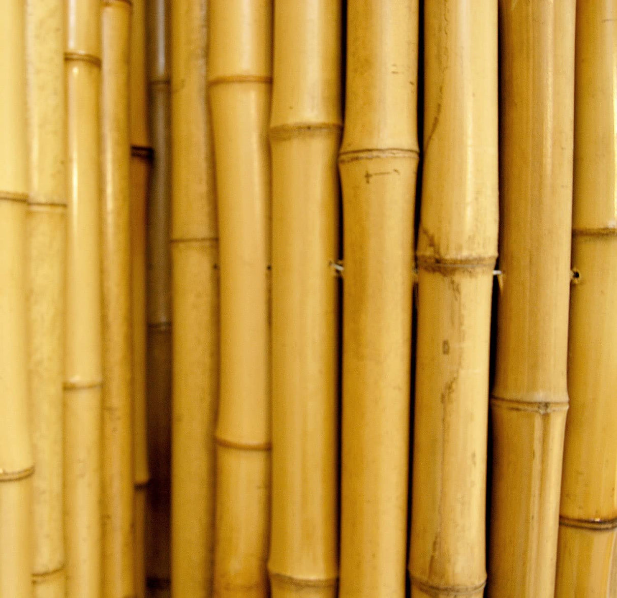 Backyard X-Scapes Natural Bamboo Fencing Decorative Rolled Fence Panel 1 in D x 6 ft H x 8 ft L Backyard X-Scapes