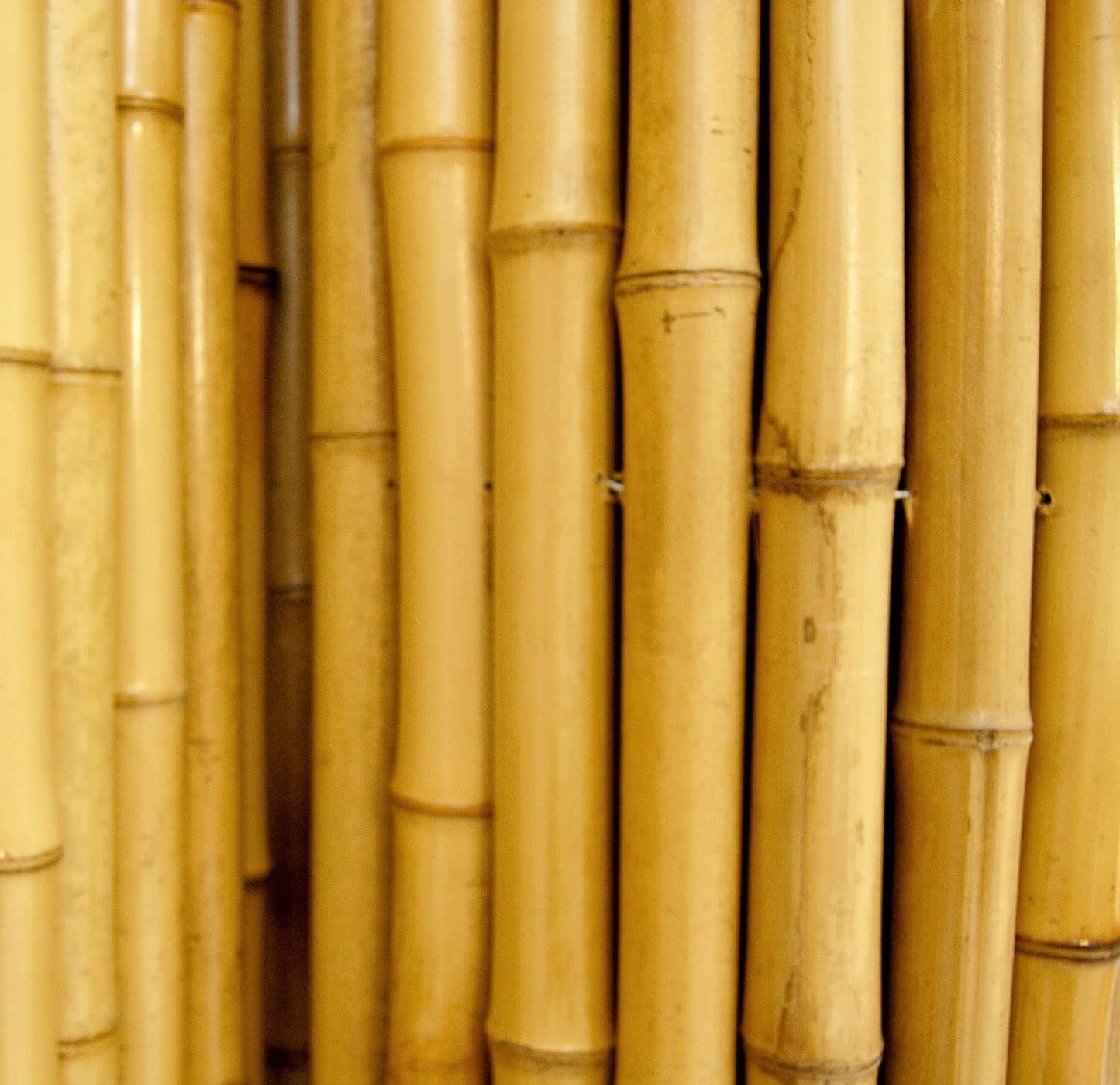 Backyard X-Scapes Natural Bamboo Fencing Decorative Rolled Fence Panel 1 in D x 6 ft H x 8 ft L