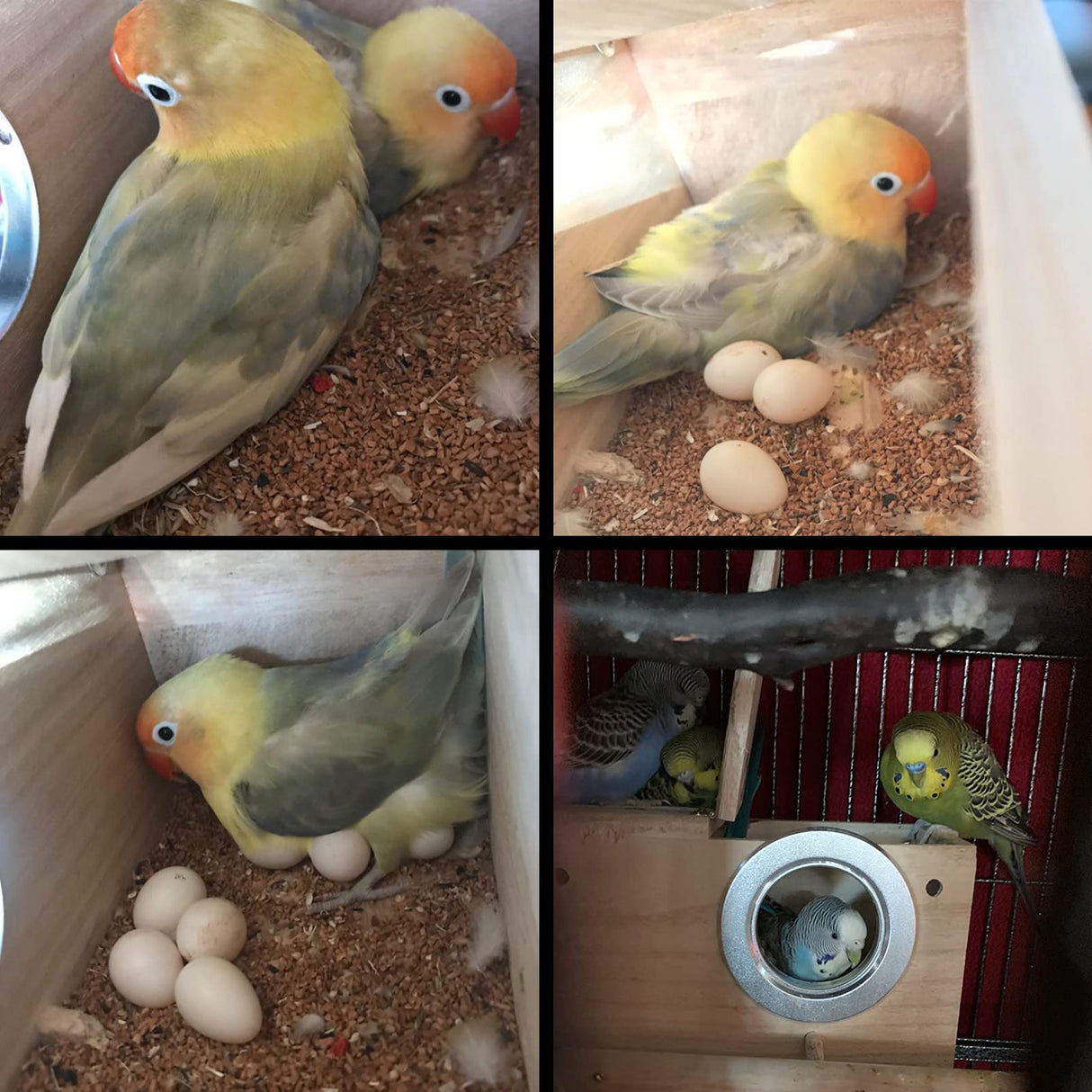 PINVNBY Parakeet Nesting Box Bird House Wood Breeding Box Parrots Mating Box for Lovebirds Budgie Finch Cockatoo Canary and Medium-Sized Birds(S) PINVNBY