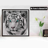 Bimkole 5D Diamond Painting Kits Blue-Eyed White Tiger, Full Drill Animals DIY Rhinestone Embroidery Set Paint with Diamonds Art by Number Kits Cross Stitch Home Wall Craft Decoration 12X12 inch Bimkole