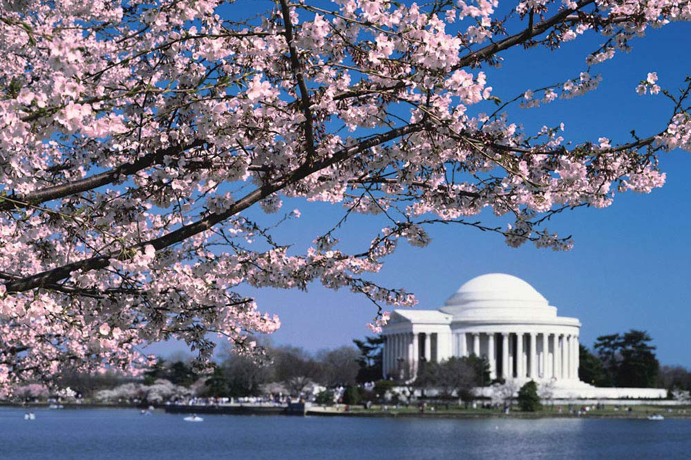 Cherry Blossoms DBL PZL 500pc Double-Sided Jigsaw Puzzle DBL PZL