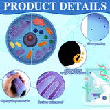 VercanMonth 2 Set Magnetic Animal and Plant Cell Anatomy Model Clearly Labeled Animal Cell Model Educational Science Kits for Biology Anatomy and Science Projects Classroom Learning Teaching Aid VercanMonth