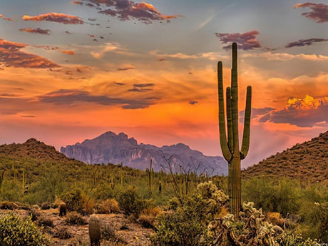 JXAVAXDE Desert Plants Diamond Painting Kits for Adults, Sunset Sonoran Desert Phoenix Arizona Adult DIY 5D Pictures Round Drill Art Relaxation Wall Decor Stitch, 12x16 Inch JXAVAXDE