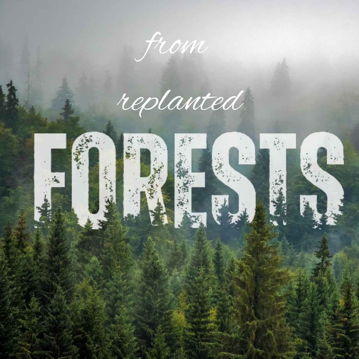 QIQAA Acacia Wood Black Etching Serengeti Tiger Tray | Bathroom Decor, Vanity Organizer, Coffee Table Decor, Jewelry Tray, 16x11x2 QIQAA