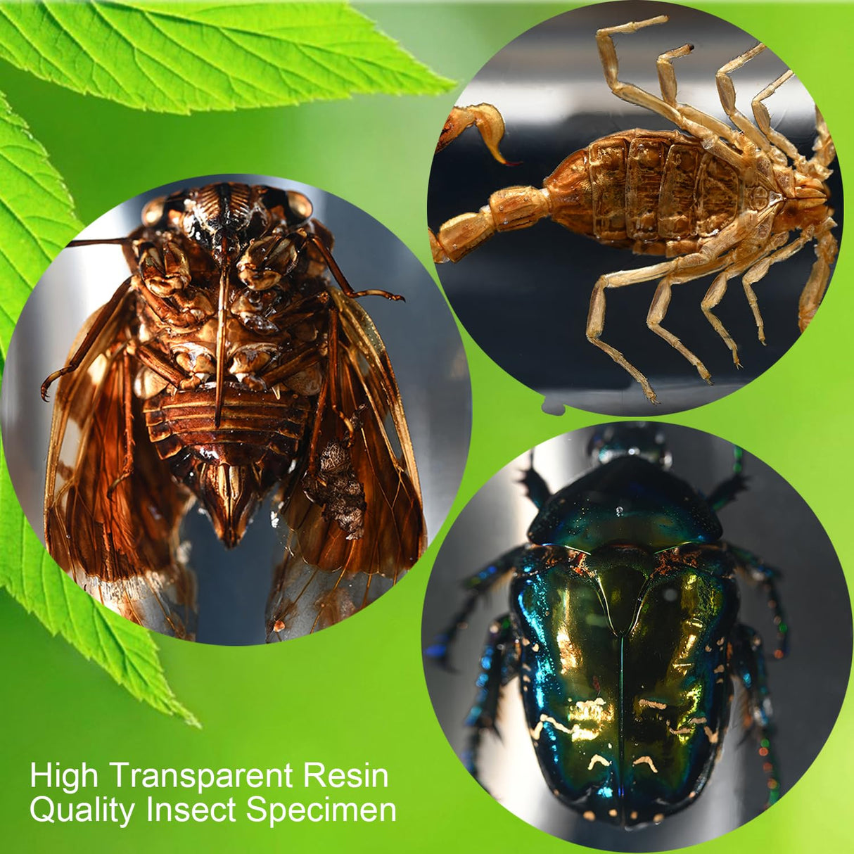 12 Pcs Insect Resin Specimen, Real Bugs Kit for Kids Science Toy Biology Education Insect Collection Resin Specimen Gift Home Decoration TINGLAN