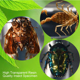 12 Pcs Insect Resin Specimen, Real Bugs Kit for Kids Science Toy Biology Education Insect Collection Resin Specimen Gift Home Decoration TINGLAN