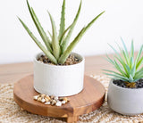 Kurrajong Farmhouse 9" wood pedestal stand | round pedestal riser board | acacia wood riser | acacia pedestal board | round pedestal riser | kitchen display stand | plant holder Kurrajong Farmhouse