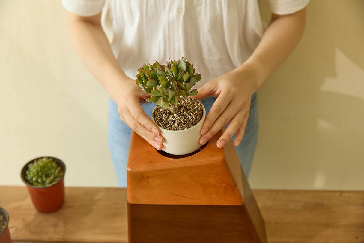 AspenStudio Plant Urn with Ceramic Pot with Magnetic Joint Solid Wooden Urn for Adult Human Ash Cremation Funeral Handcrafted Wood Urn Decorative Urn Large Urn Interior Aspen Studio