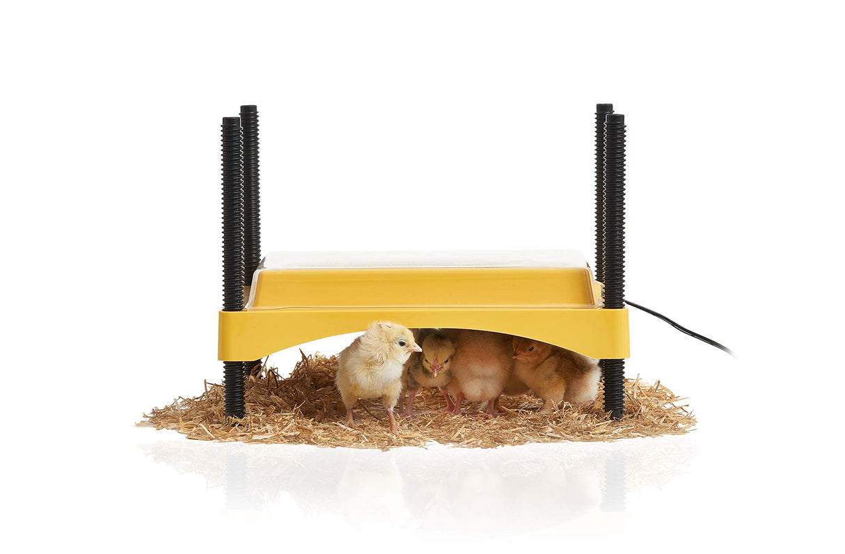 Brinsea Ecoglow Safety 600 Chick or Duckling Brooder, Adjustable Height & Angle Brooder Plate for 20 Chicks, Ideal for Chicken Coops Poultry Heating with Safety Indicator, 12 Watts Brinsea