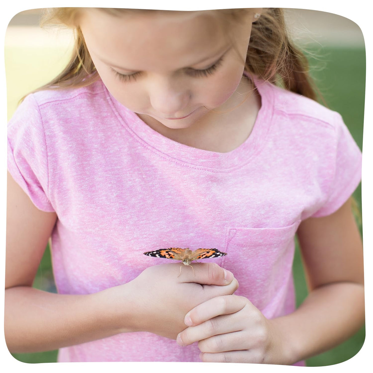 Insect Lore Raise and Release Butterfly Garden Kit – Caterpillar Habitat with redeemable Voucher – STEM-accredited Live Butterfly Growing Kit for Kids, Classrooms, and Homeschool Learning Insect Lore