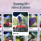 Bird Buddy Pro Solar Smart Bird Feeder with Camera - Ai Bird Species Identification, 5Mp Photos, 2K Ultra Video Live Stream Camera, Slow-Motion Video, 2.6In Focus - Blue Solar Bird Buddy