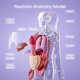 Science Can Human Body Model for Kids, Interactive Human Anatomy Talking Model - 11 Inch Realistic Anatomical Assembly Kit 15PCS Removable Parts and Guide STEM Educational Toys for Kids Aged 6+ Gifts Science Can