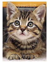 Diamond Art Cat Diamond Art Painting Kit for Adults Tabby Cat for Home Wall Decor,12"×16" Apomelo