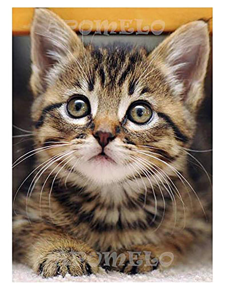 Diamond Art Cat Diamond Art Painting Kit for Adults Tabby Cat for Home Wall Decor,12"×16" Apomelo