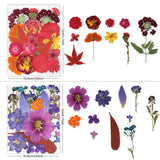 Buzidao Dried Pressed Flowers, 80Pcs Real Natural Pressed Flowers for Resin Nail Art Scrapbooking Candle Jewelry Making Real Bulk Dried Pressed Flowers Resin Supplies Kit (Multi Color-5) Buzidao