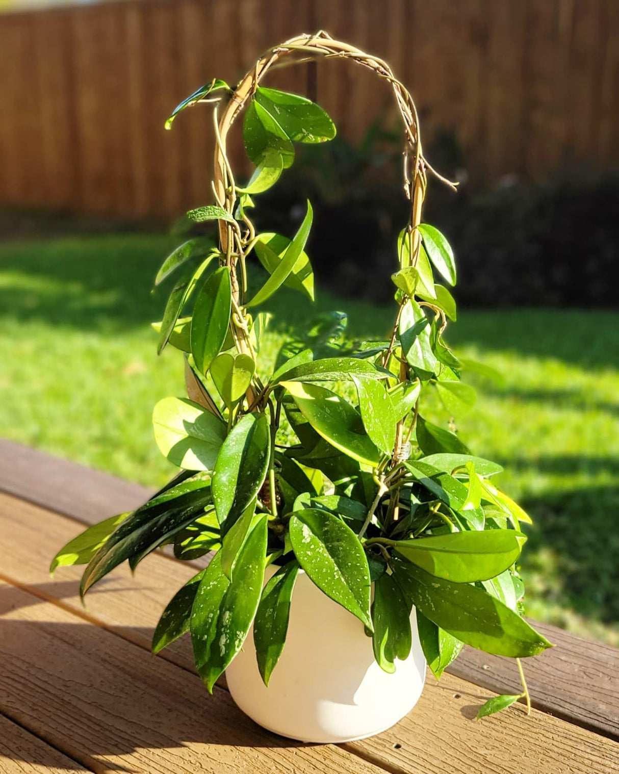 Coloch 20 Pack Bamboo U Trellis Support, 16 Inch U Loop Plant Stake Arch Garden Trellis for Potted Plants, Climbing Flowers and Vines, Ivy, Outdoor Planting Coloch