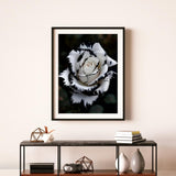 BYGFHLYW Diamond Painting Kits for Adults, White Rose Flower Diamond Art Kits for Adults Beginner, 5D DIY Full Drill Diamond Dot Gem Art Home Wall Decor 12x16inch BYGFHLYW