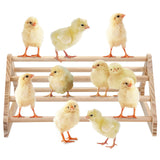 GINTUTO Chicken Perch Strong Pine Wooden Chick Jungle Gym Roosting Bar, Chick Perch Toys for Coop and Brooder for Large Bird Baby Chicks Parrot Hens (Large) GINTUTO