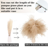 Dried Pampas Grass Decor, 100 Stems Pampas Grass Contains Bunny Tails Dried Flowers, Reed Grass Bouquet for Wedding Boho Flowers Home Table Decor, Rustic Farmhouse Party (17", White and Brown) ANPROOR