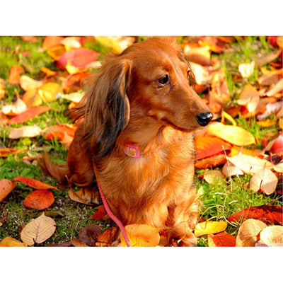 Zimal 5D DIY Diamond Painting Animal Dachshund Dog 100% Cover Round Diamond Embroidery Cross Stitch Paintings by Number 11.8 x 15.8 Inch