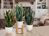 Hollyone Artificial Snake Plant Potted with Solid Wood Plant Stand, 19" Faux Sansevieria Tropical White Ceramic Pots Fake Plants for Home Office Indoor Decor Housewarming Gift Hollyone