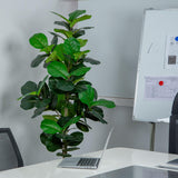 VIVATREES 6FT Fiddle Leaf Fig Artificial Tree with White Planter Pot,Faux Floor Plant, Indoor and Outdoor Fake Plants for Home Office Decor VIVATREES