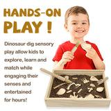 Dinosaur Excavation Archaeology Dig Kit for Kids, Fossil Explore Sensory Bin Toys, Dino Skeletons Bones Puzzle Game, Archaeology Science STEM Toys for Boys and Girls (Stegosaurus) Xylolin