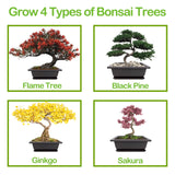 4 Bonsai Tree Seeds with Complete Growing Kit & Wooden Planter Box, Indoor Bonsai Tree Starter Kit, Great Potted Plants DIY Gift for Adults Meekear